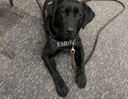An Electronic Detection Dog taking a well-deserved break.